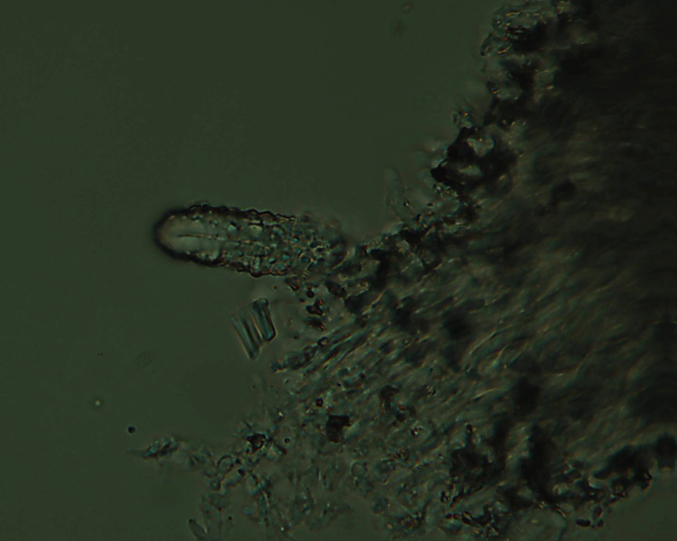 ForseSteccherinum straminellum-f3409(Steccherinum ochraceum)